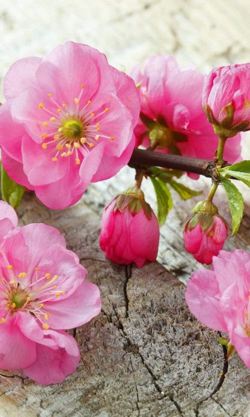 Dimex Sakura Fotobehang 150x250cm 2 banen | Yourdecoration.be