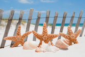 Dimex Starfish Fotobehang 375x250cm 5 banen | Yourdecoration.be