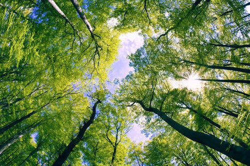 Dimex Trees Fotobehang 375x250cm 5 banen | Yourdecoration.be
