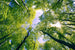 Dimex Trees Fotobehang 375x250cm 5 banen | Yourdecoration.be