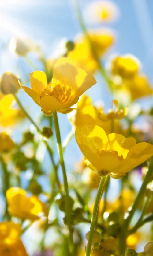 Dimex Yellow Flowers Fotobehang 150x250cm 2 banen | Yourdecoration.be