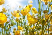 Dimex Yellow Flowers Fotobehang 375x250cm 5 banen | Yourdecoration.be