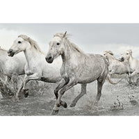 Grupo Erik GPE5238 White Horses Poster 91,5X61cm | Yourdecoration.be