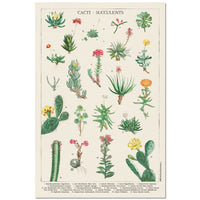 Grupo Erik GPE5536 Botanical Cacti Poster 61X91,5cm | Yourdecoration.be