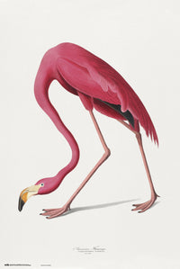 Grupo Erik GPE5541 American Flamingo Poster 61X91,5cm | Yourdecoration.be