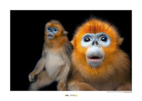 Komar Golden Snub nosed Monkey Kunstdruk 40x30cm | Yourdecoration.be