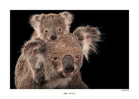 Komar Koala Bear Kunstdruk 70x50cm | Yourdecoration.be