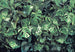 Komar Vlies Fotobehang 8 333 Verdure | Yourdecoration.be