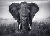 Braun Studio   Eléphant Kunstdruk 70x50cm | Yourdecoration.be