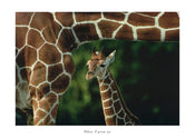 Cioli   When I grow up Kunstdruk 70x50cm | Yourdecoration.be