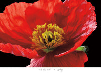 Amalia Elena Veralli   Red Poppy Kunstdruk 91x66cm | Yourdecoration.be