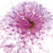 Ingrid Ulmer   Murano Kunstdruk 50x50cm | Yourdecoration.be