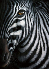 Jutta Plath   Zebra I Kunstdruk 60x80cm | Yourdecoration.be