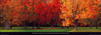 Tom Mackie   Maple Trees in Autumn Kunstdruk 95x33cm | Yourdecoration.be
