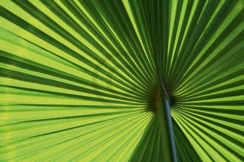 Ortwin Klipp   Leaf 1 Kunstdruk 70x50cm | Yourdecoration.be