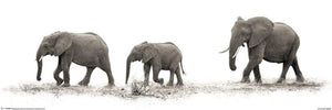 Pyramid Mario Moreno The Elephants Poster 91,5x30,5cm | Yourdecoration.be