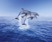 Pyramid Dolphin Trio Poster 50x40cm | Yourdecoration.be