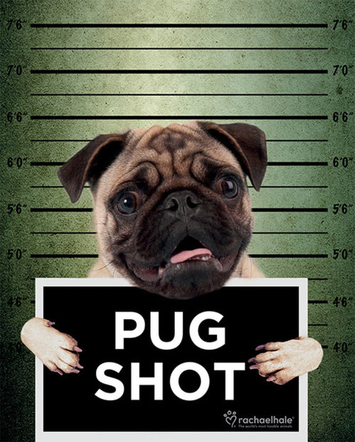 Pyramid Rachael Hale Pug Shot Banjo Poster 40x50cm | Yourdecoration.be