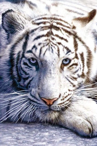 Pyramid White Tiger Poster 61x91,5cm | Yourdecoration.be