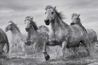 Pyramid Camargue Horses Poster 91,5x61cm | Yourdecoration.be