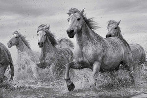 Pyramid Camargue Horses Poster 91,5x61cm | Yourdecoration.be