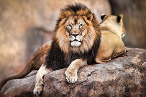 Pyramid King of the Pride Poster 91,5x61cm | Yourdecoration.be
