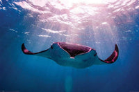 Pyramid Manta Ray Poster 91,5x61cm | Yourdecoration.be