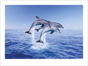 Pyramid Dolphin Trio Kunstdruk 40x50cm | Yourdecoration.be