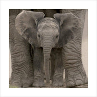 Pyramid Big Ears Baby Elephant Kunstdruk 40x40cm | Yourdecoration.be