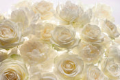 Komar Shalimar Vlies Fotobehang 368x248cm | Yourdecoration.be