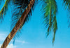00241_close_up_Ile_Tropicale | Yourdecoration.be