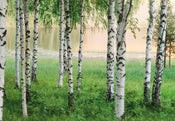 Wizard+Genius Nordic Forest Fotobehang 366x254cm | Yourdecoration.be