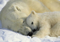 Komar Polar Bears Fotobehang 184x127cm | Yourdecoration.be