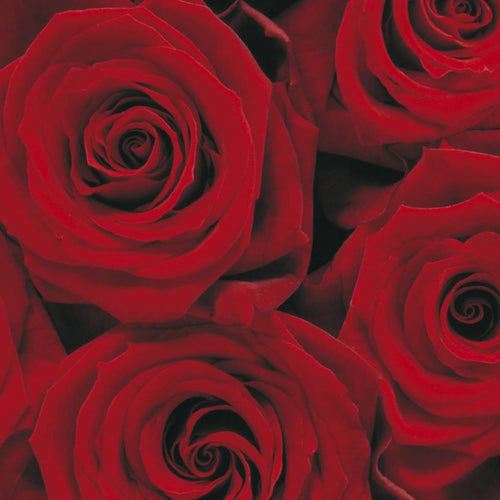 Komar Roses Fotobehang 194x270cm | Yourdecoration.be