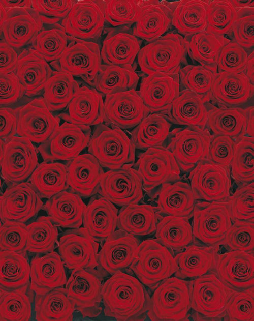 Komar Roses Fotobehang 194x270cm | Yourdecoration.be