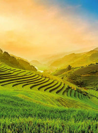 Wizard+Genius Terraced Rice Field In Vietnam Vlies Fotobehang 192x260cm 4 banen | Yourdecoration.be