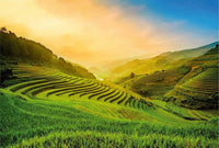 Wizard+Genius Terraced Rice Field In Vietnam Vlies Fotobehang 384x260cm 8 banen | Yourdecoration.be