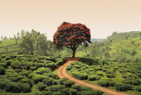 Wizard+Genius Red Tree and Hills in Sri Lanka Vlies Fotobehang 384x260cm 8 banen | Yourdecoration.be