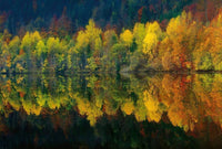 Wizard+Genius Autumn Forest Lake Vlies Fotobehang 384x260cm 8 banen | Yourdecoration.be
