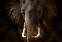 Wizard+Genius Elephant Ivory Vlies Fotobehang 384x260cm 8 banen | Yourdecoration.be