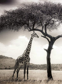 Wizard+Genius Giraffe Safari Vlies Fotobehang 192x260cm 4 banen | Yourdecoration.be
