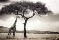 Wizard+Genius Giraffe Safari Vlies Fotobehang 384x260cm 8 banen | Yourdecoration.be