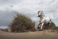 Wizard+Genius White Wild Horse Vlies Fotobehang 384x260cm 8 banen | Yourdecoration.be