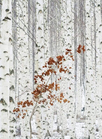 Wizard+Genius White Birch Forest Vlies Fotobehang 192x260cm 4 banen | Yourdecoration.be