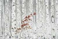 Wizard+Genius White Birch Forest Vlies Fotobehang 384x260cm 8 banen | Yourdecoration.be