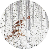Wizard+Genius White Birch Forest Vlies Fotobehang 140x140cm rond | Yourdecoration.be
