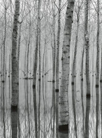 Wizard+Genius Birch Forest In The Water Vlies Fotobehang 192x260cm 4 banen | Yourdecoration.be