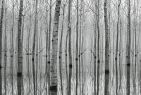 Wizard+Genius Birch Forest in the Water Vlies Fotobehang 384x260cm 8 banen | Yourdecoration.be