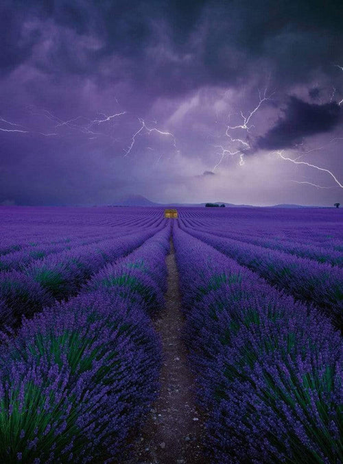 Wizard+Genius Field Of Lavender Vlies Fotobehang 192x260cm 4 banen | Yourdecoration.be