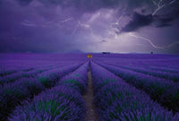 Wizard+Genius Field of Lavender Vlies Fotobehang 384x260cm 8 banen | Yourdecoration.be